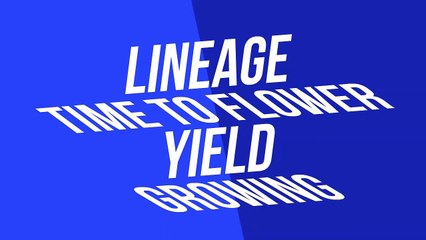 Advantages of having mild level of drugs