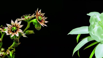 FLOWERS TIME-LAPSE