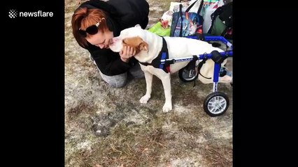 Rescue pup tries out doggy wheelchair for the first time