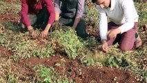 Suriyeliler ekmeğini yer fıstığı tarlalarında çalışarak çıkarıyor - HATAY