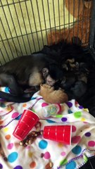 Capuchin Monkey and His Kitten Family