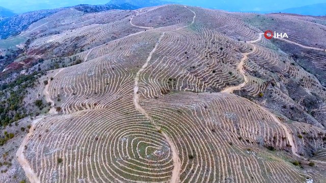 Bin 500 metrede, 6 bin dekar orman alanını nakış nakış böyle işlediler