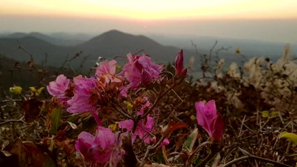 [영상] 내일 아침 영하라는데...성격 급한 제주 털진달래? 철쭉? / YTN