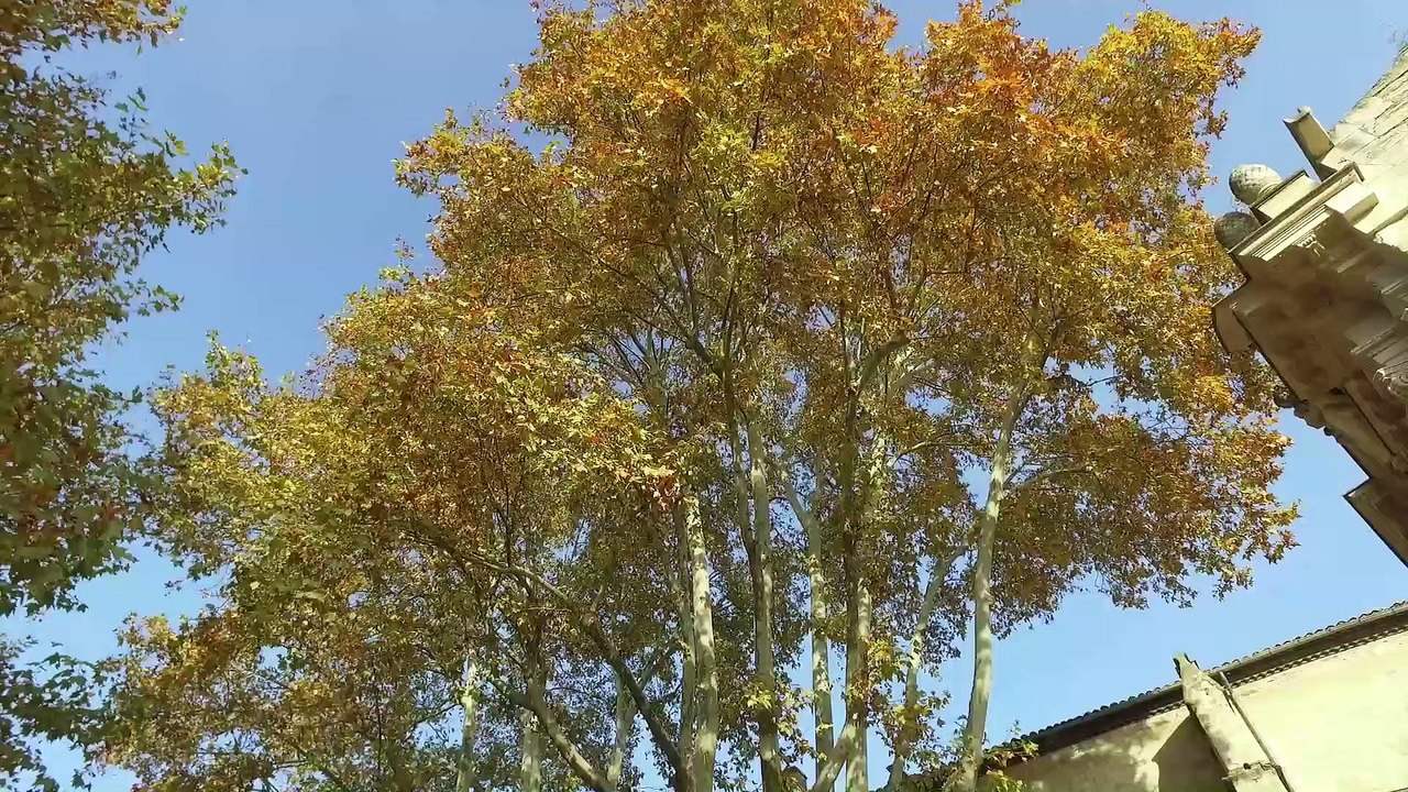 Mon Vaucluse À Moi - La place des Corps Saints à Avignon