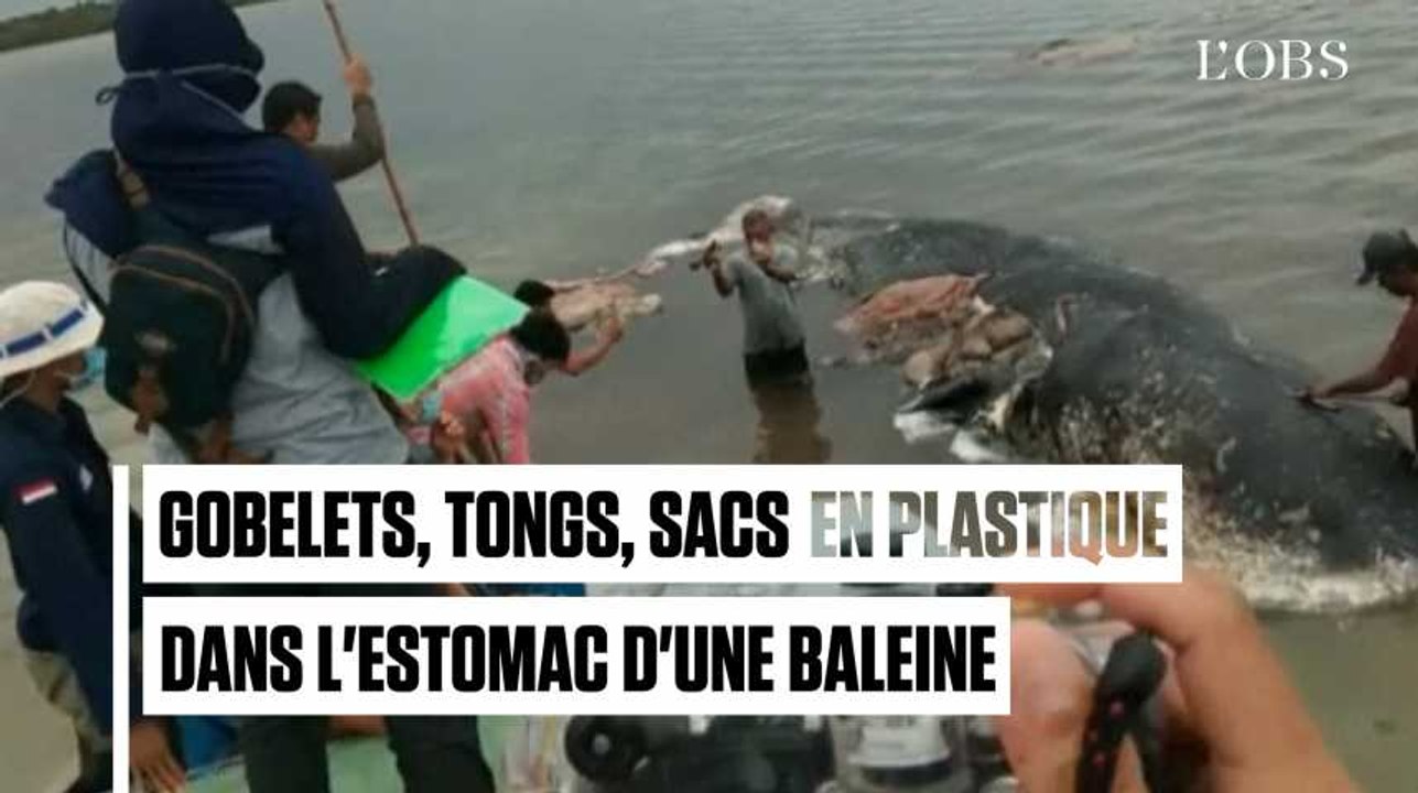 Six kilos de plastique retrouvés dans l'estomac de cette baleine morte