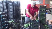 Antalya, Rusya ve Ukrayna'ya Avokado Yetiştiremiyor