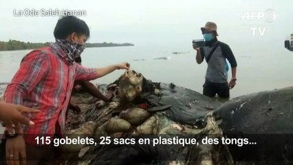 Six kilos de plastique dans l'estomac d'un cachalot