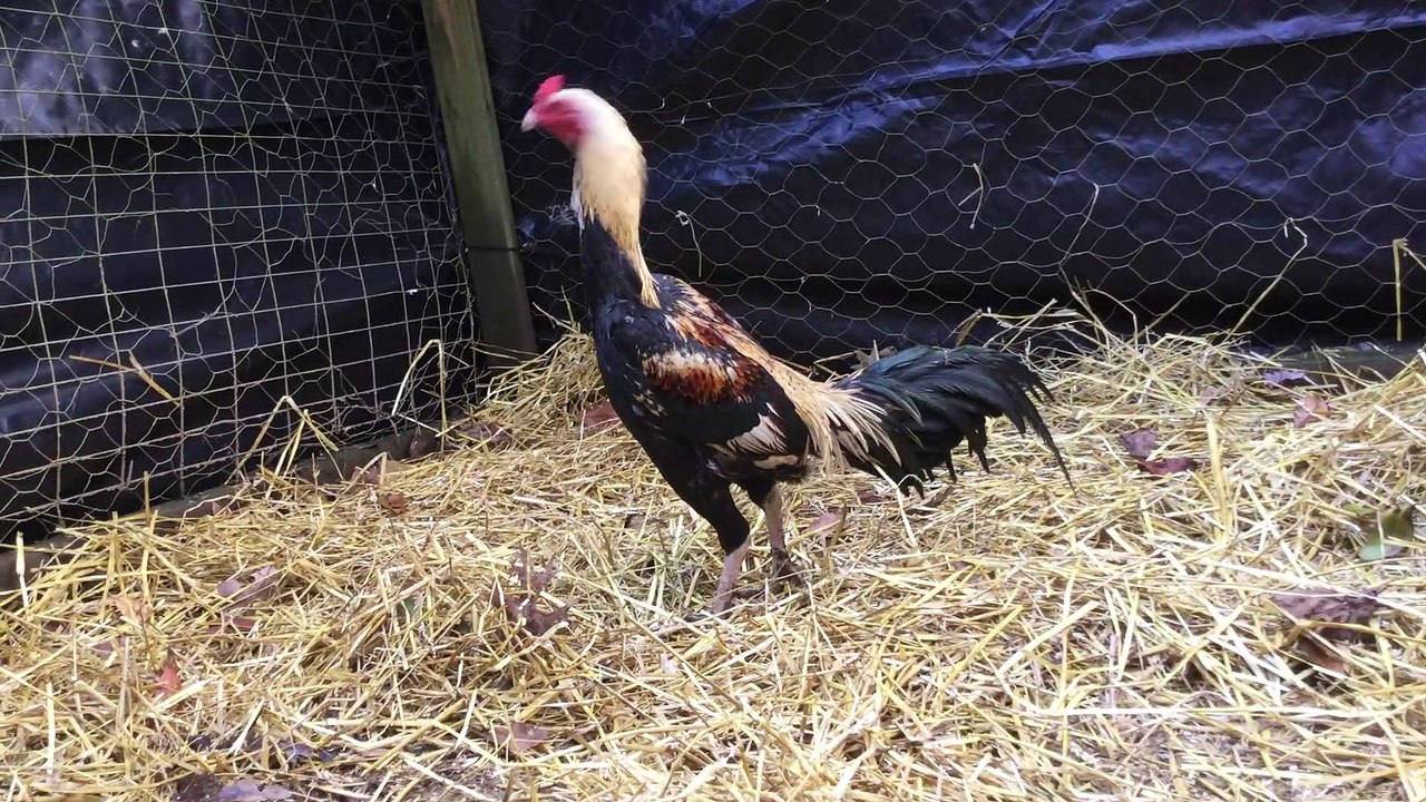 FOR SALE: Young Rooster, shey, small size, 5.6 pounds