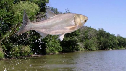 Cá Chép Bay  & Sự Kỳ Diệu Tưởng Chừng Không Thể Xảy Ra