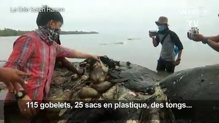 Six kilos de plastique dans l'estomac d'un cachalot