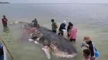 Beached whale found with six kilos of plastics in stomach