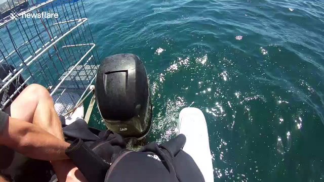 Boat crew rescues baby seal from their propeller and reunite it with family