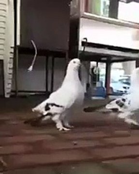 Сделай сальто