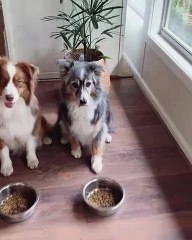 Quatre chiens serrent la main de leur propriétaire avant de manger !!