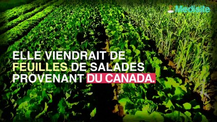 Laitue : plusieurs décès suite à une intoxication