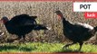 Turkeys destined for the dinner table rescued by vegetarian | SWNS TV