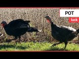 Turkeys destined for the dinner table rescued by vegetarian | SWNS TV