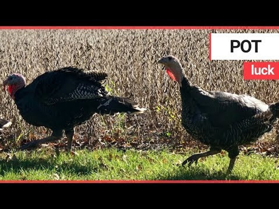 Turkeys destined for the dinner table rescued by vegetarian | SWNS TV