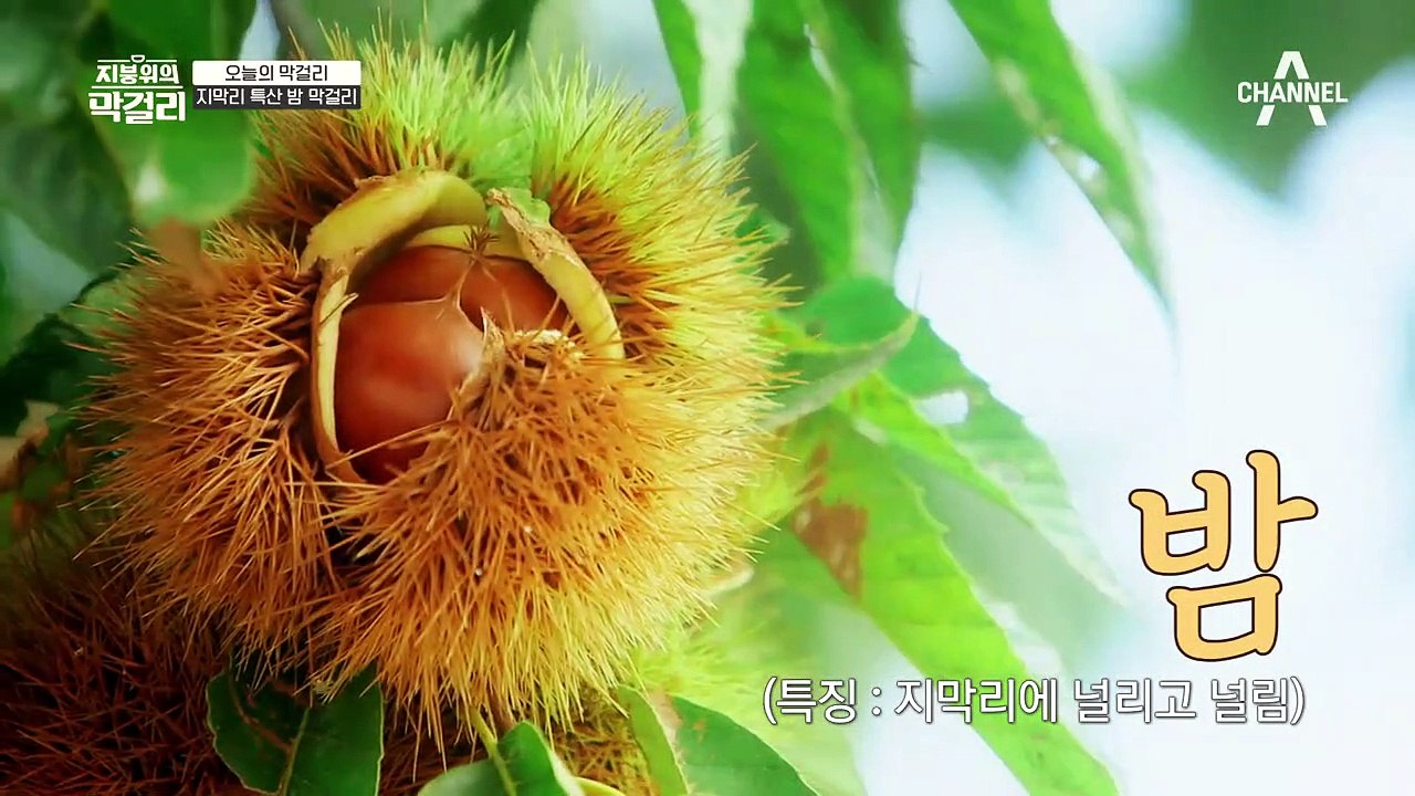 ★오늘의 막걸리★ 들어는 봤나? 내 이름은 '밤 막걸리'