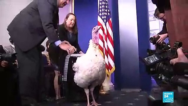 US - President Donald Trump pardons two turkeys, Peas and Carrots for Thanksgiving