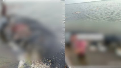 கரை ஒதுங்கிய திமிங்கலத்தின் வயிற்றில் இருந்த 6 கிலோ பிளாஸ்டிக்