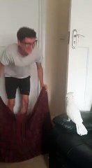 Un cacatoès joue au What The Fluff Challenge