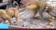 Monkey harasses puppy  pulls tail in humour - hilarious sequence