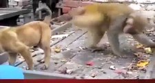 Monkey harasses puppy  pulls tail in humour - hilarious sequence