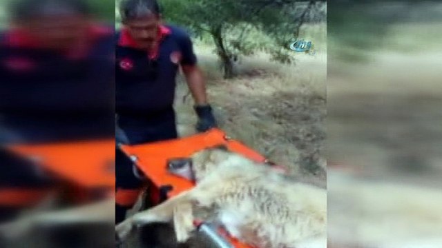 Günlerce aç ve susuz kalan köpek kurtarıldı