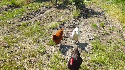 Poupoules : La grande évasion