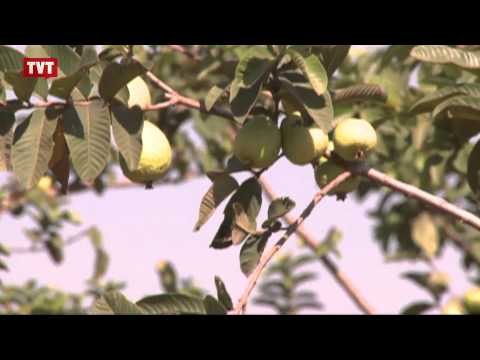 Dica de pressente: MST prepara cesta de Natal com produtos orgânicos