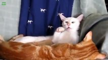 Best Funny Videos Crazy Cats Crazy Dogs Make Pets Compilation Of The Funniest Animals 0357