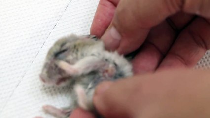 A 30-month old hamster has a big armpit tumour Pt 1/2