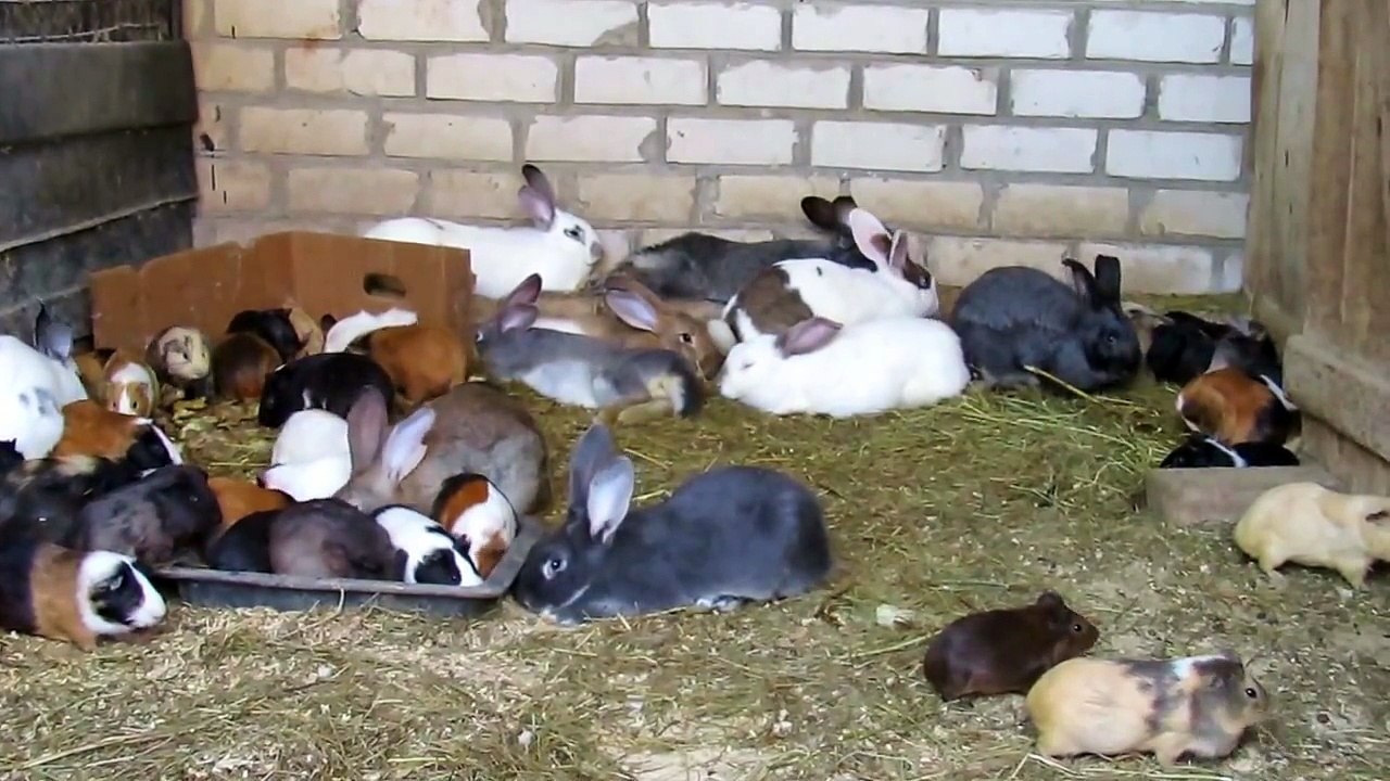 Rabbits and Guinea Pigs Live Happily Together