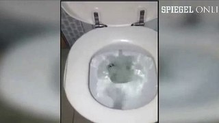 Viraler Hype Die Spinne in der Toilette
