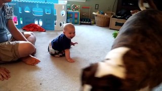 What a Loyal Dog! Boxer dog loyal to Baby Dog Love Baby Video Compilation