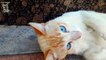 Cute Street Cat with Beautiful Blue Eyes Meets Humans Cute Cat Meet Humans