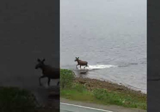 Moose Swims Across St. Mary's Bay in Newfoundland