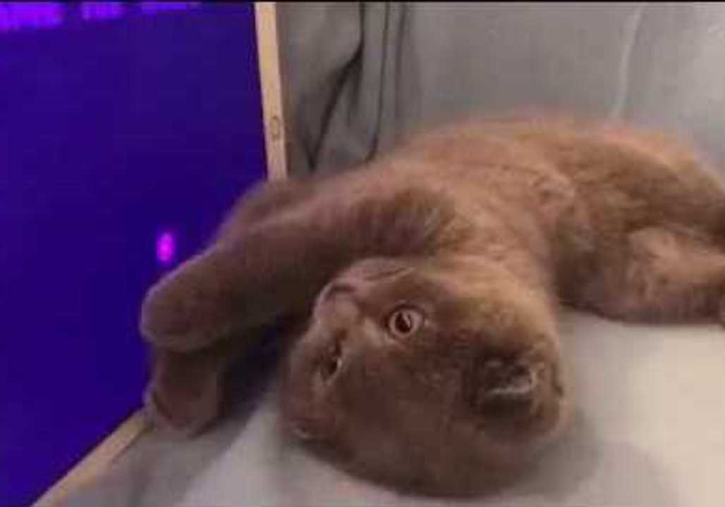 Kitten Entertains Itself With a Game Designed for Cats