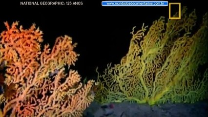 Abismo Submarino O Gigante Do Pacífico - Documentário