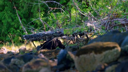 Undiscovered Vistas Series 1 14of14 The Canadian Rainforest