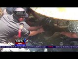 Ikan Arapaima Ditangkap di Aliran Sungai Brantas - NET24