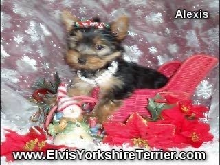 Female Yorkie For Sale