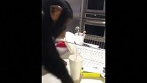 Adorable chimpanzee reunites with human parents