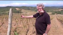 Dans l'Aude, des vignobles dévastés après les orages