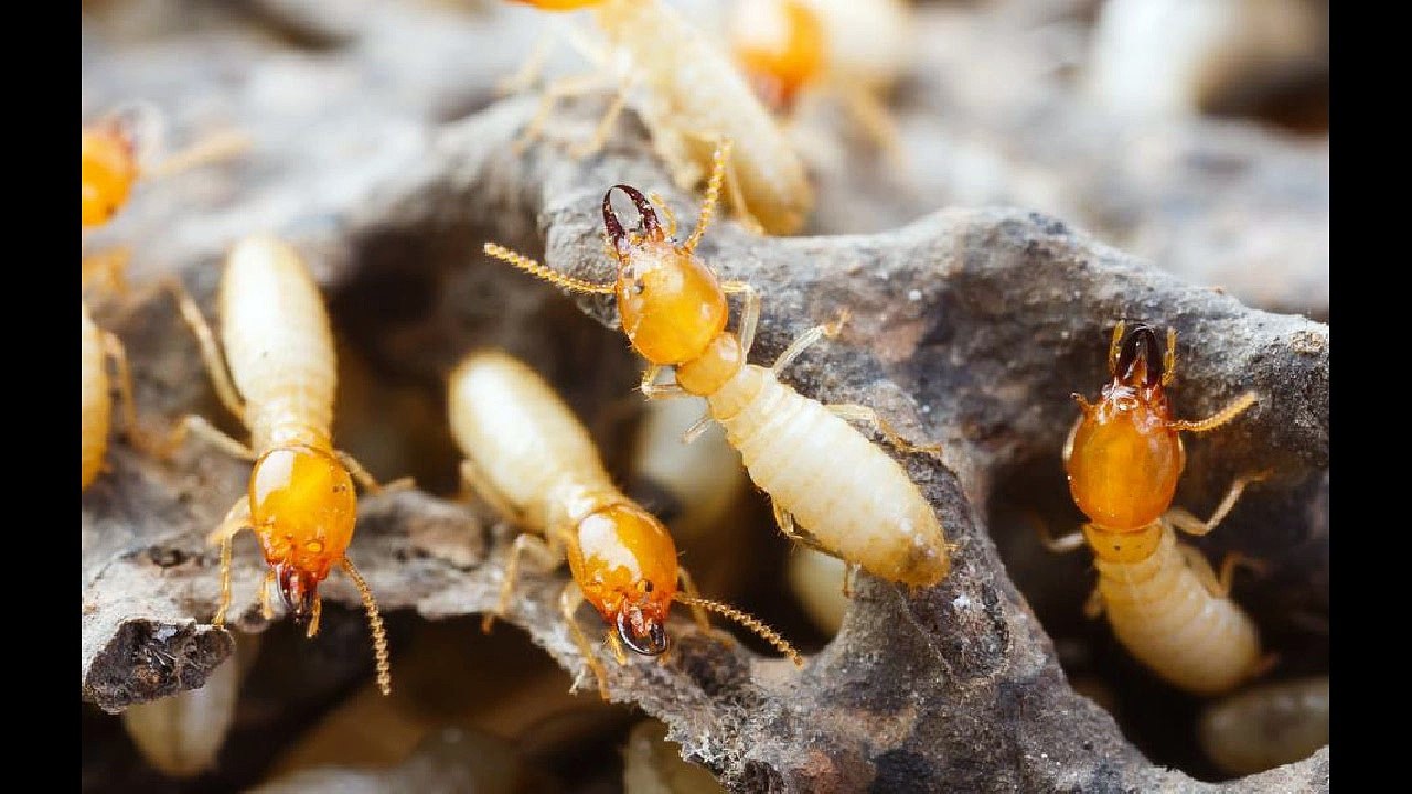 Bed Bug Pest Control