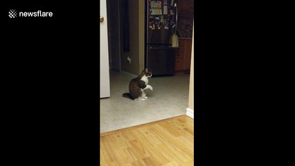 Cat shows owner she's hungry with adorable begging motion