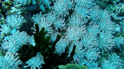 Marine Life - Daniel Mer