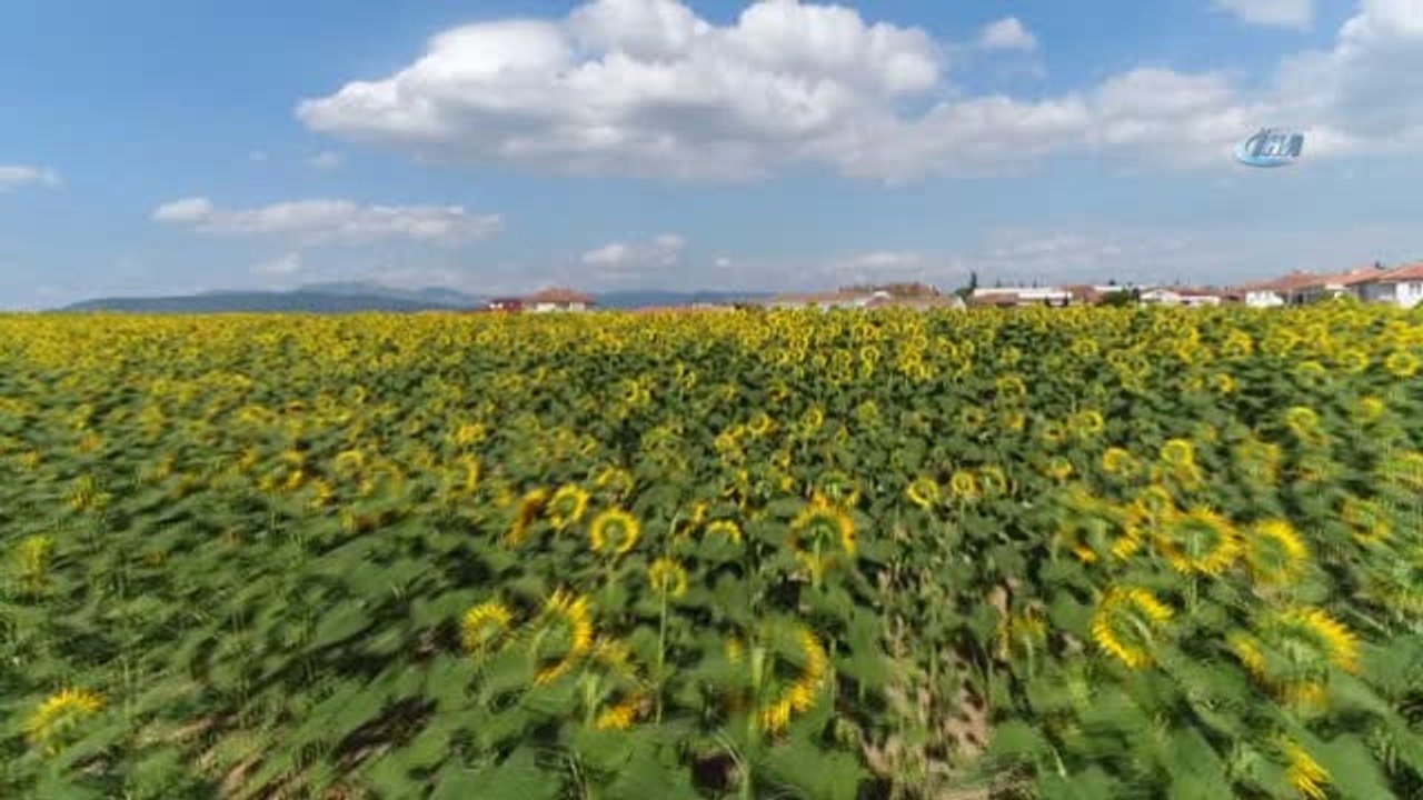 Ayçiçeği Tarlaları Havadan Görüntülendi