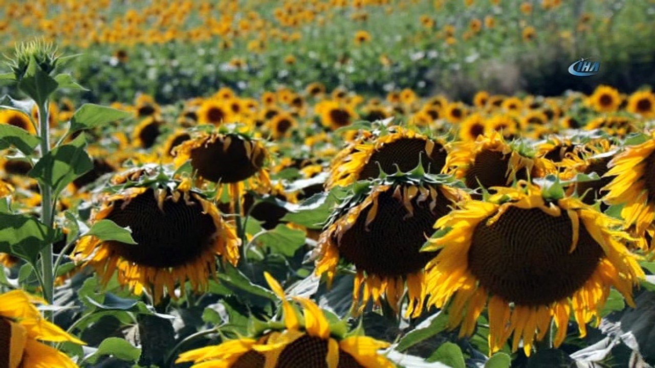 Ayçiçeği tarlaları havadan görüntülendi